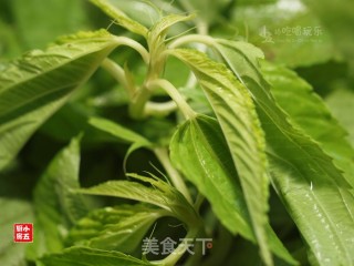 豆酱炒麻叶：餐桌上的防暑降温的做法步骤：1