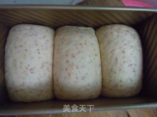 依然学烘培--中种全麦麸皮土司的做法步骤：14