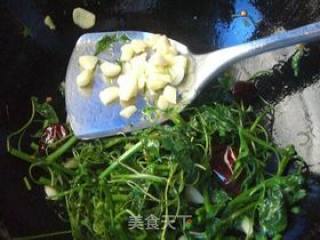 蒜香丝瓜苗头的做法步骤：7