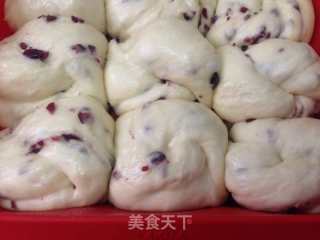 蔓越莓老面包的做法步骤：9