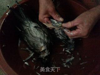 冬季暖身药膳鸽的做法步骤：1