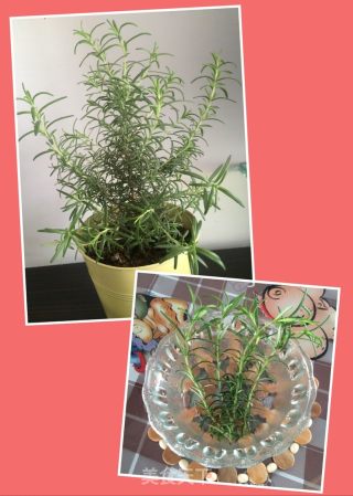 迷迭香炖肘子的做法步骤：2