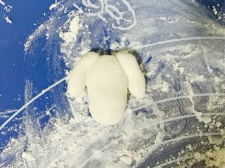 羊咩咩汤圆的做法步骤：6