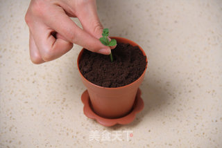 盆栽也能吃?的做法步骤：13