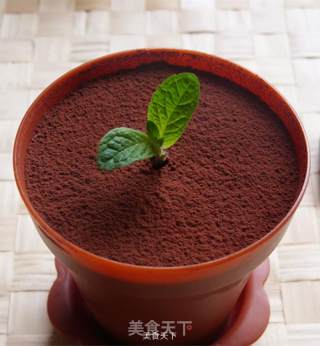 盆栽提拉米苏的做法步骤：6