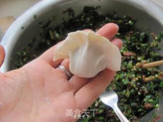 韭菜猪肉水饺的做法步骤：10