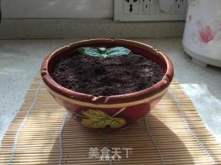 盆景作品的做法步骤：4