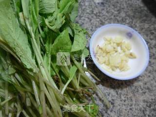 蒜香萝卜苗的做法步骤：1