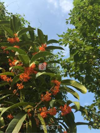 糖桂花的做法步骤：1