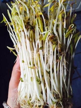 瓶发绿豆芽的做法步骤：8
