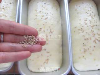 蜜红豆面包的做法步骤：14