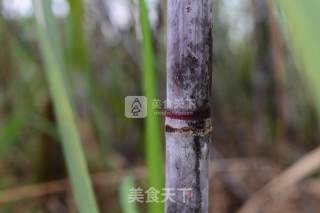 古法手工红糖的做法步骤：1