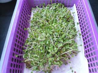 炒芽苗菜的做法步骤：1