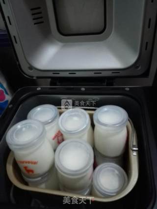 自制老酸奶的做法步骤：5