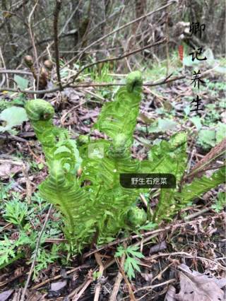 野生石疙菜的做法步骤：2