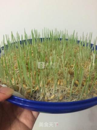 大麦草黄瓜汁的做法步骤：7