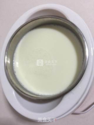 生鲜牛奶做的酸奶的做法步骤：15