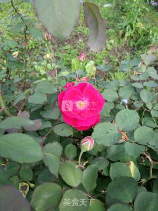 蜂蜜玫瑰花糖的做法步骤：1