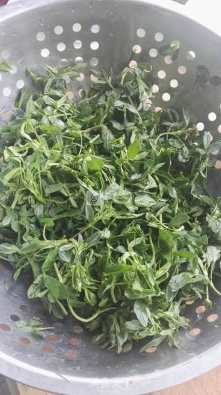 苜蓿饺子的做法步骤：1