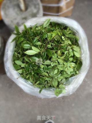 乌饭的做法步骤：7