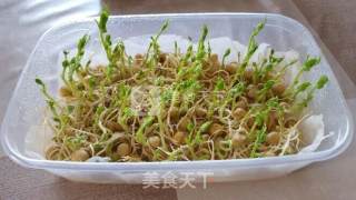 水培豌豆苗的做法步骤：6