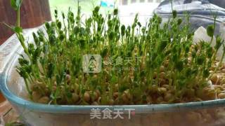 水培豌豆苗的做法步骤：7