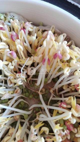自发绿豆芽的做法步骤：6