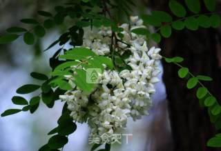????蒸槐树花????的做法步骤：1