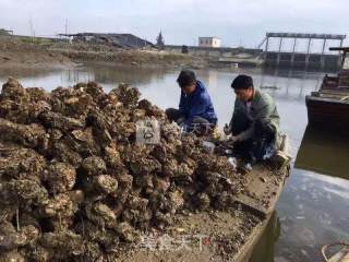 美极生蚝的做法步骤：1