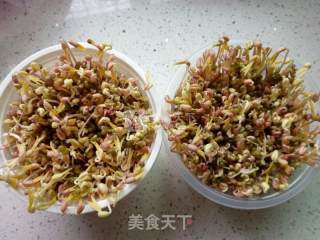 自发绿豆芽的做法步骤：5
