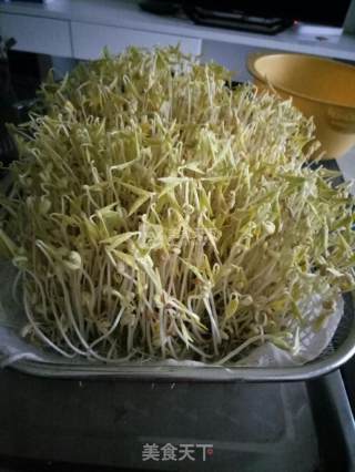 自发绿豆芽的做法步骤：4