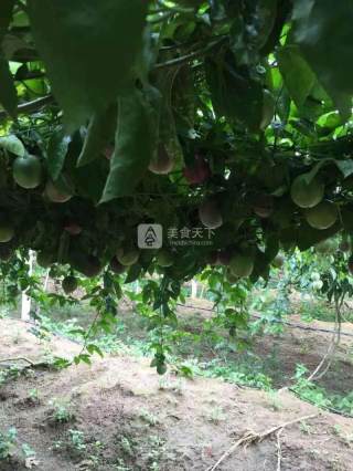 百香果焖排骨的做法步骤：1