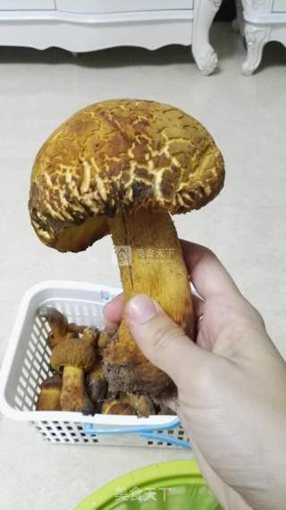 炒野生黄牛犊菌的做法步骤：1