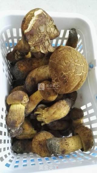 炒野生黄牛犊菌的做法步骤：2