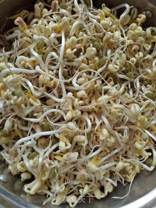自发绿豆芽（简单易学）的做法步骤：6