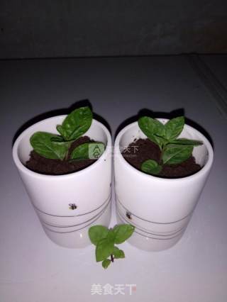 酸奶盆栽的做法步骤：9