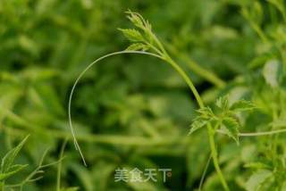 九叶蓝绞股龙须茶的做法步骤：1