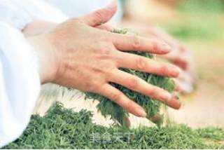 九叶蓝绞股龙须茶的做法步骤：4