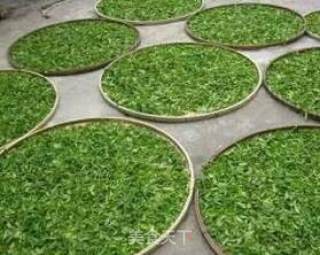 九叶蓝绞股龙须茶的做法步骤：7