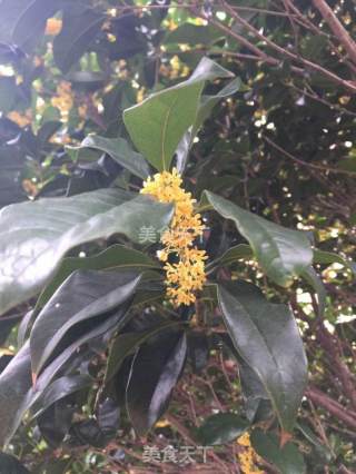 桂花蜜的做法步骤：1