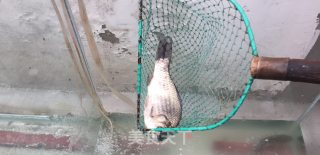 砂锅鲫鱼炖豆腐的做法步骤：1
