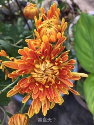 菊花炖蛋的做法步骤：1