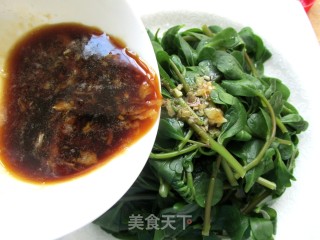 凉拌马齿苋的做法步骤：7