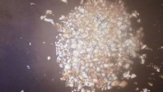金蒜豆苗的做法步骤：5