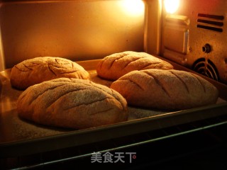褐麦金桔欧包的做法步骤：15