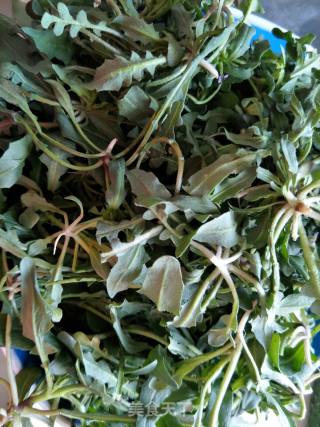 荠菜饺子的做法步骤：2