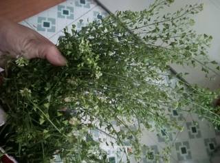 三月三，荠菜煮鸡蛋的做法步骤：1