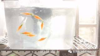 水晶胡萝卜蛋糕的做法步骤：16
