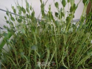 姜丝炒麻豌豆苗的做法步骤：1