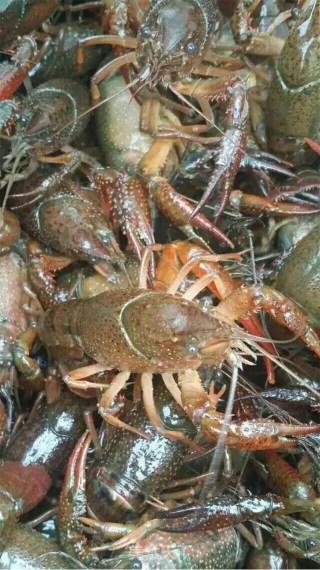 超简单十三香小龙虾的做法的做法步骤：1